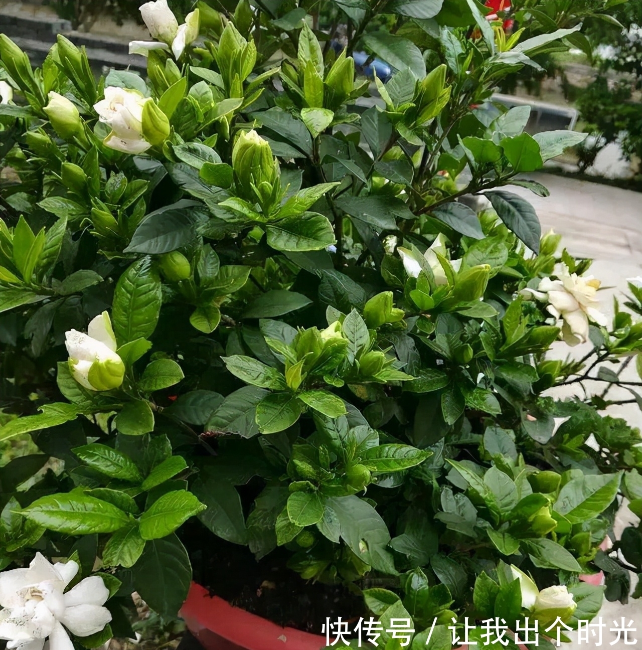 栀子花真难养？避开“3不要”，挤满大花苞，冬天也开爆