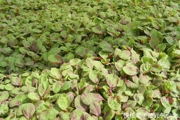 还在喝牛奶补钙？”3种蔬菜“含钙量比牛奶还高！菜市场随处可见