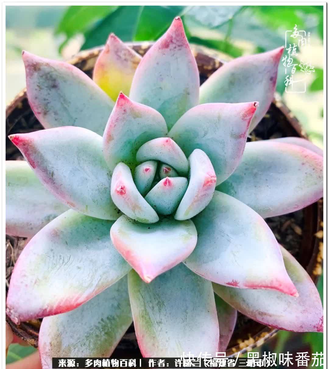 尖尖|养多肉两年,美丽与赏心悦目并存!