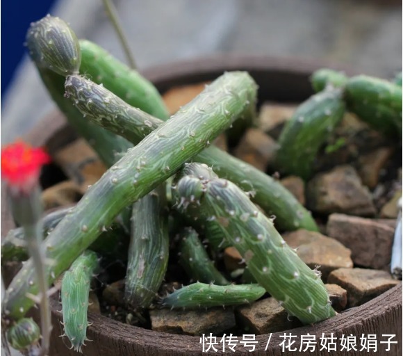 名字|没有很丑只有更丑的多肉,8种丑多肉,看完你还能保持淡定吗?