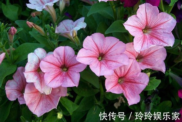花友|喜欢菊花,不妨养“玫瑰精品”卡罗拉,花开红艳似火,美艳优雅
