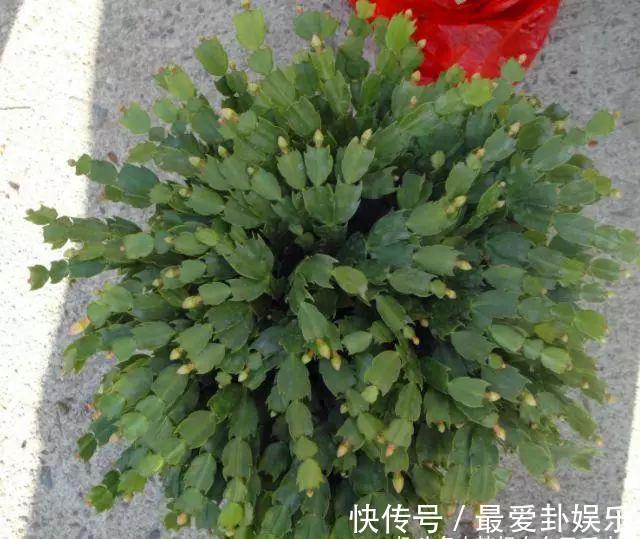 水杨酸|蟹爪兰盆里放勺它，叶片直立如铁，开花100朵