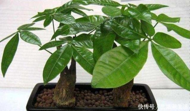 养发财树,做好几个养护要点,不烂根、不黄叶,长势旺盛!