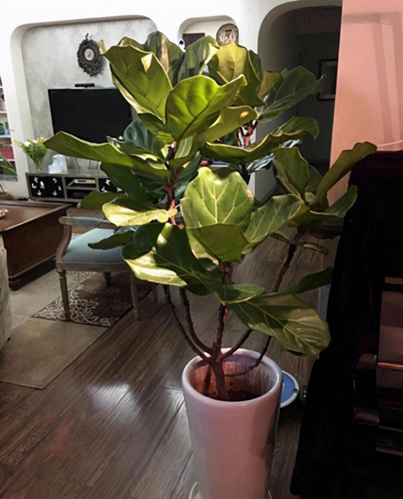 室内养这6种花,装饰感强是门面担当,感兴趣的朋友别错过