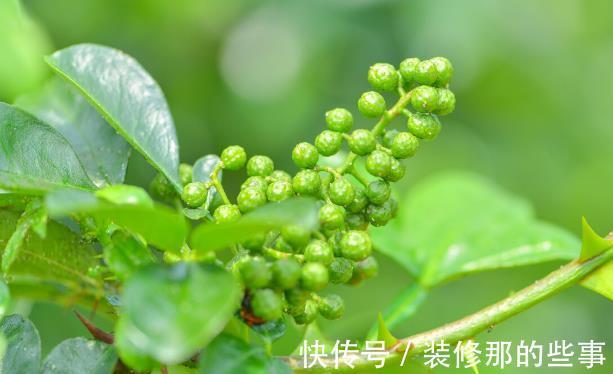花草|有院不栽狼牙棒!5种花草植物都属于“狼牙棒”,你家栽种了吗?