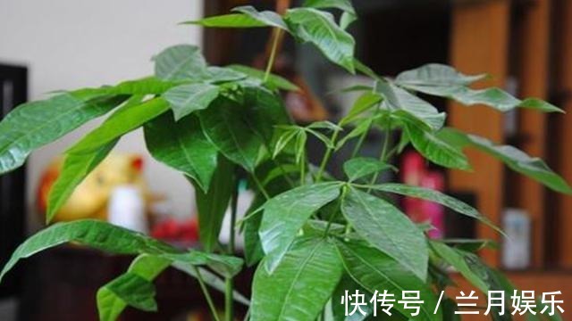 叶片|如果不到万不得已,这3种花过年“不要买”,年后买,省钱又好养