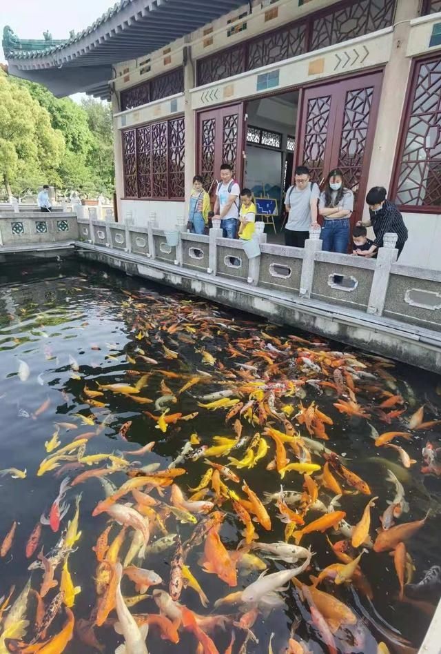 东湖的锦鲤“飞”起来了