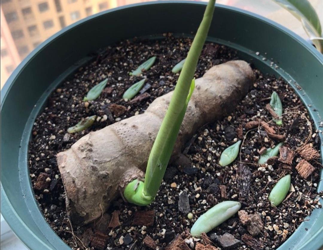 生根|养龟背竹,这个位置“切一刀”,一盆能变多盆