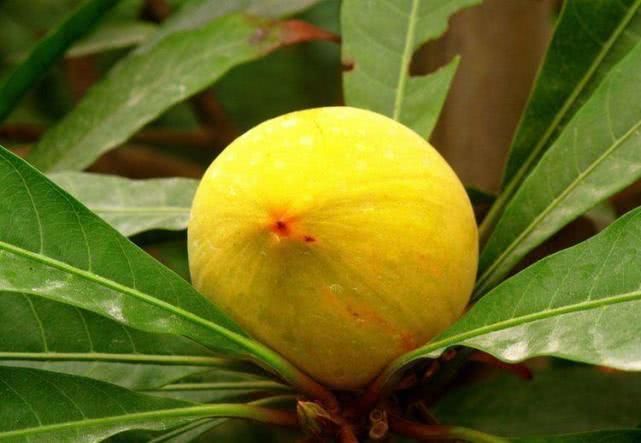 延缓衰老|40岁女性坚持吃3种食物,美容养颜、延缓衰老,好吃又不贵!