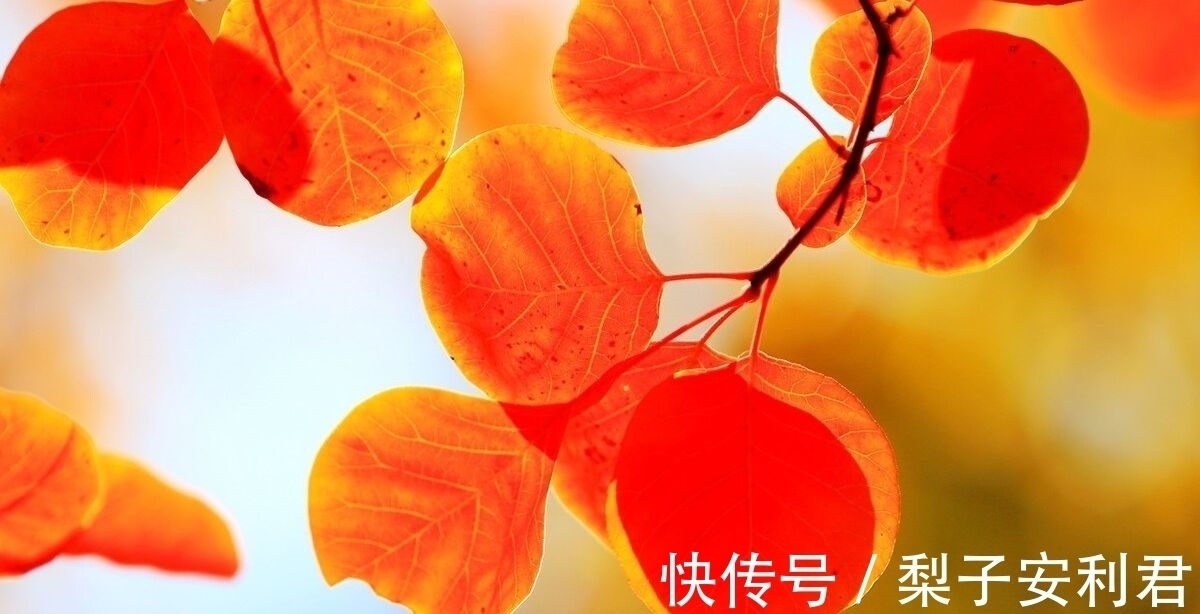 长洲苑$两首秋雨古诗词,两种不同的意蕴,哪一首能够打动你