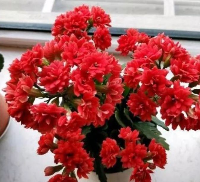 适合新手养的花,花大香浓,漂亮又喜庆,物美价廉,还很好养护