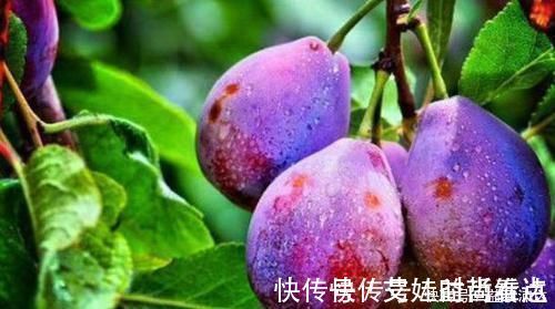 豌豆苗|会吃的人才健康,推荐以下食物,疏通血管,对抗衰老,增强免疫力