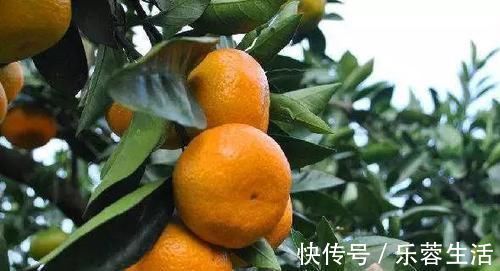 保护血管|高血压“特怕”的5种食物,常吃可有效扩张血管,稳定血压!