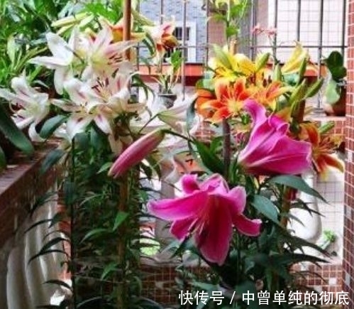 家中必养“4种花”,好养漂亮花期长,越晒开花越旺
