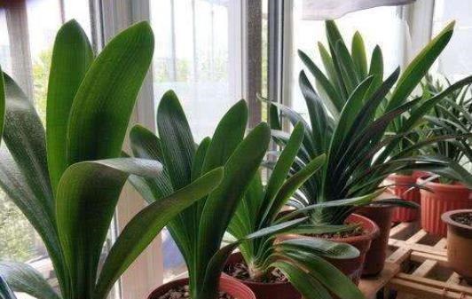 给花配土换盆的时候，4种东西别乱加，不然花卉难养好