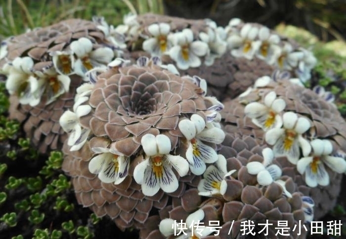 高贵冷艳的多肉新品,紫色系的罗兰夫人,连花都是紫色的