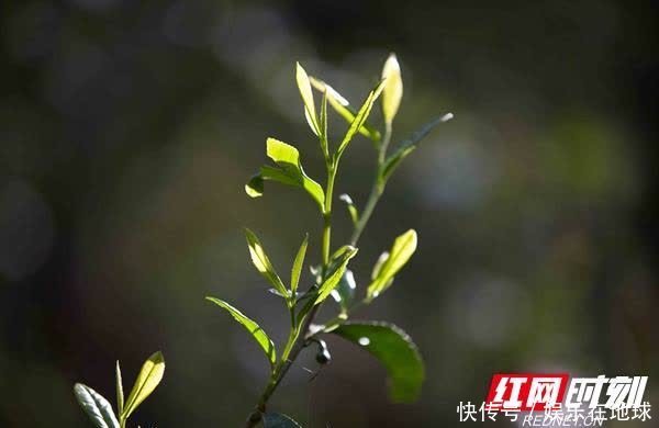 湘桂古道野茶香 舜皇山上杜鹃红