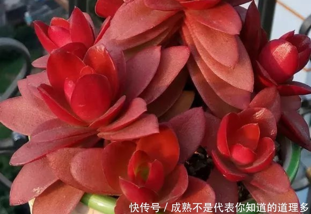 4种上色很红的多肉,冬天养殖好看,又能喜庆迎新春