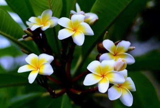 阳台上|养花试试此4种花,家里养一盆,漂亮干净,简单打理就爆盆