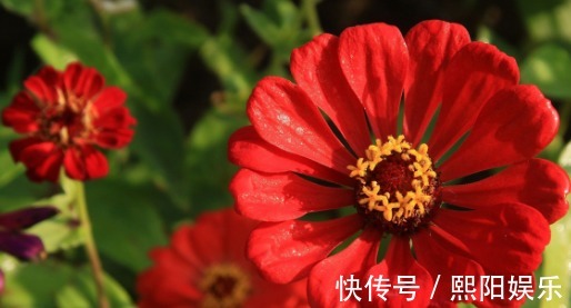 养花|养盆五颜六色的“百日菊”！花期长达100天，让你的花园花开不断