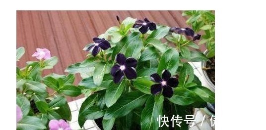 繁殖|以下几种花随便扦插个枝叶,春天竟然能长出一大盆!