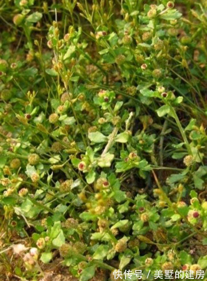 鹅不食草|名字叫“鹅不食草”的植物有哪几种，你知道吗？