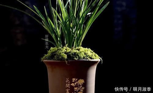 种植兰花为何不用土？原因其实很简单