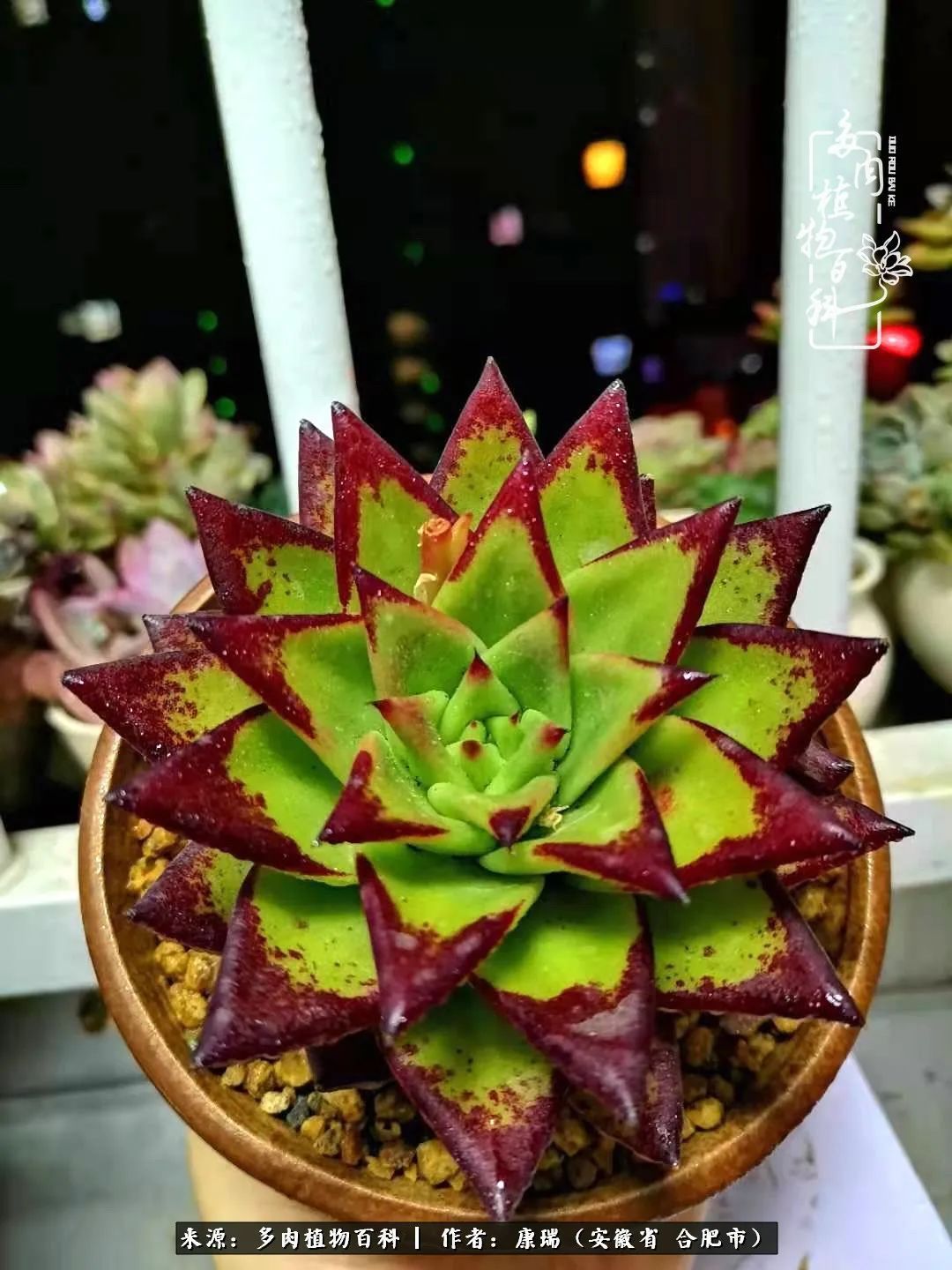 养肉之路，道阻且长，累的是身体，净的是心灵！