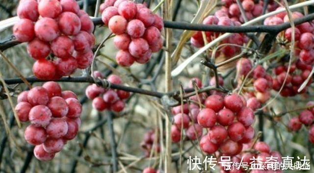 金刚藤|谁若铲除此物,请您收藏它的根茎,别怕笑话,目前26元一斤