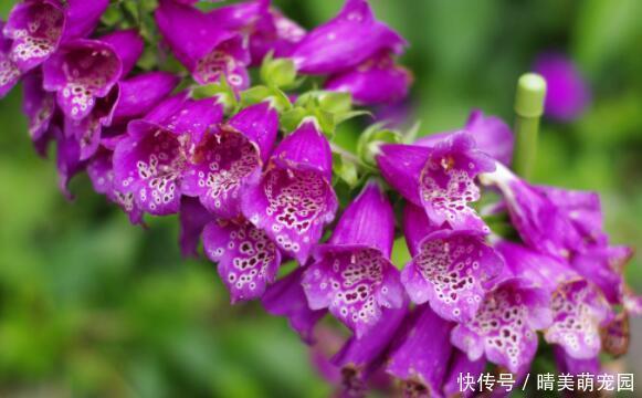 养花|这几款小花容易爆盆,花开一茬接一茬,美艳绝伦,惊艳如花球