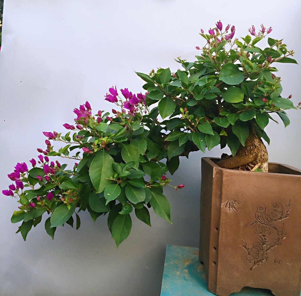 三角梅“睡醒了”，剪几刀、喝点“营养水”，直冒新芽，盛夏开花