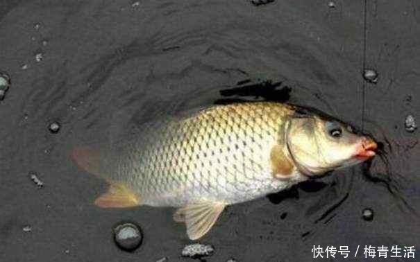 漂相不中鱼|浮漂顶起又落下，提竿却均不中鱼解读3种奇怪漂相不中鱼的原因
