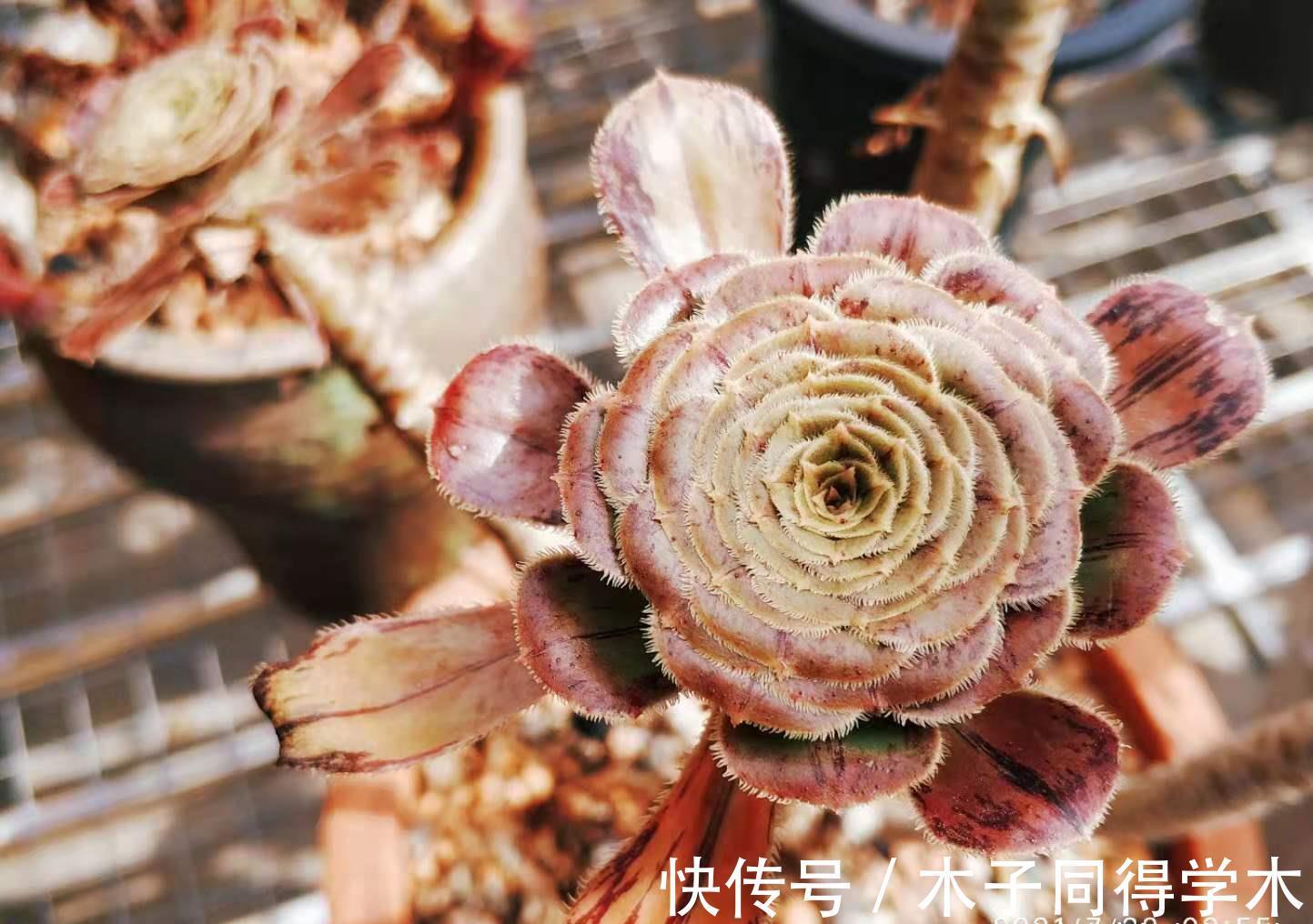 四海波|想叶插这些多肉的肉友别浪费时间,因为迄今为止没人成功