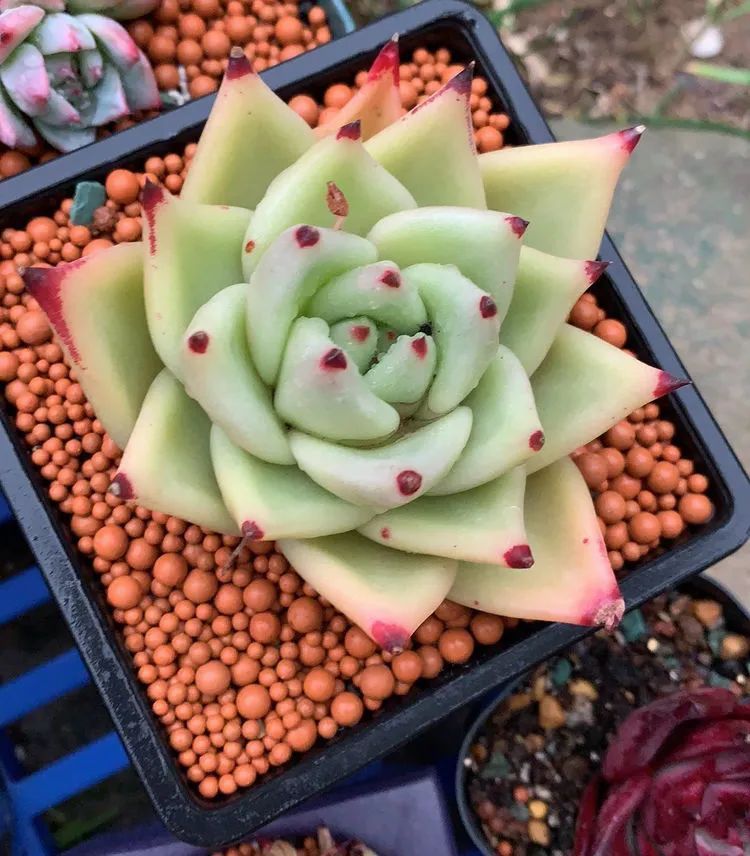 半年时间,多肉从3盆发展到600盆,入坑切莫太心急!