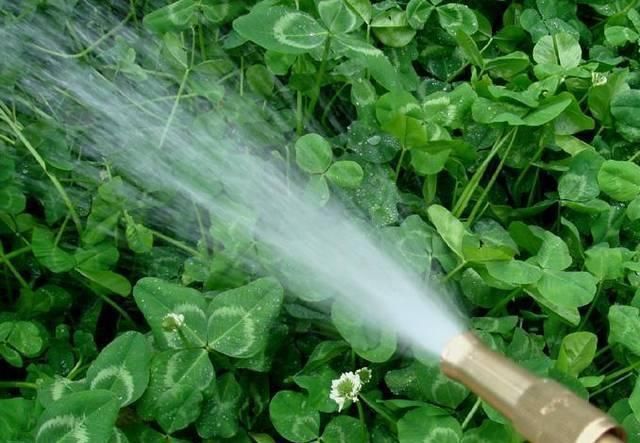 养花|如果你经常这样浇花那你一辈子也养不好花种什么都不旺