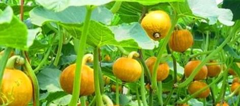 营养|哪些食物是营养冠军?它们看起来普通却营养丰富!一起了解一下