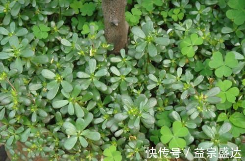 食物|血脂长期偏高?6种食物平时要多吃,帮你疏通血管,悄悄降血脂