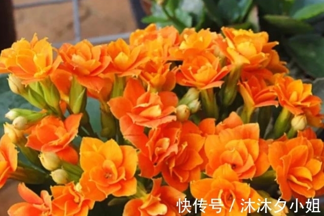 新手|全民公认好养的11种多肉,新手也能养好,成活率高,出状态艳