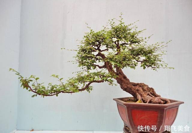 盆景大咖说玩盆景少不了玩根,那么盆景桩头的根系造型有哪些