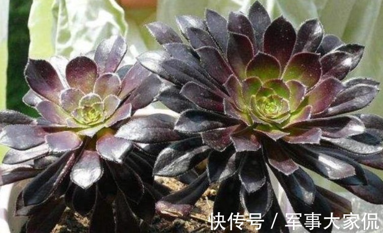 玫瑰|黑色禁欲系“玫瑰”黑法师,季节轮回,养殖当遵从不同的法则