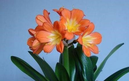 君子兰不开花,提前做好“几点”,花芽快分化,花剑“猛蹿”!