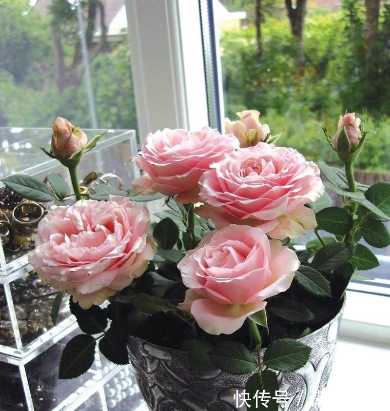 这些“高贵之花”,花朵漂亮开花多,每一种都很值得养太美了