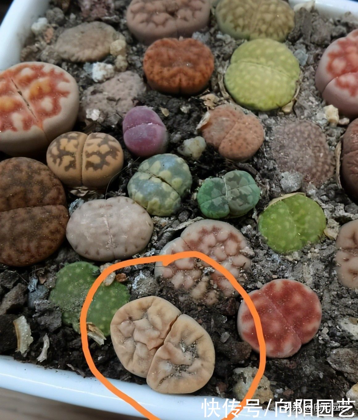 多肉|别人的多肉养得那么好，自己就养不活！差别在哪里？多肉该咋养？