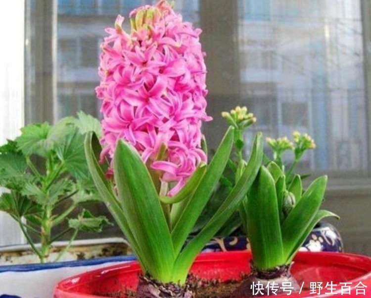 几种漂亮花,好养易活能爆盆,阳台变花海,天天有花赏!