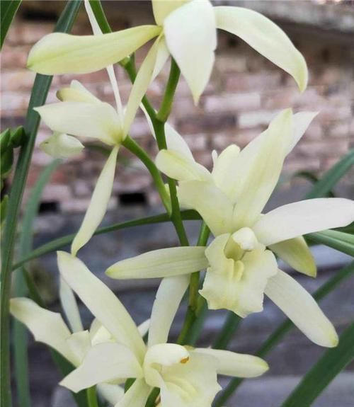  花色|兰花界的新宠“白雪公主”，花色素雅，香味扑鼻，新手也能养好