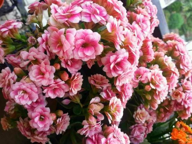 在养长寿花和蟹爪兰的时候,用这“三招”,可以一年四季欣赏花卉