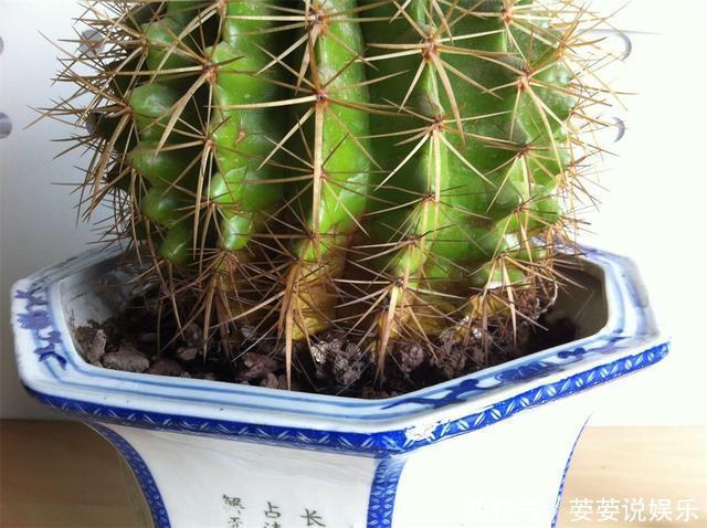 金琥|养仙人球,有“1点”别忽略,不烂根长得胖,长到脸盆大,还开花