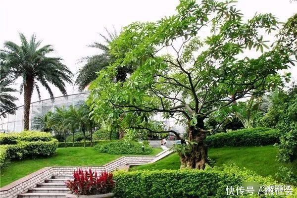 院子里种树有大讲究，这些树寓意好，可提升庭院灵气