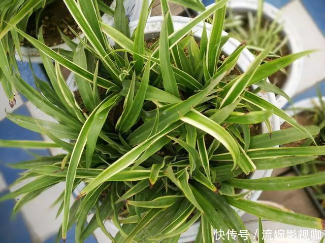 养花|吊兰黄叶“干尖”老花农说浇水少了1种“料”,连浇3次就变绿!