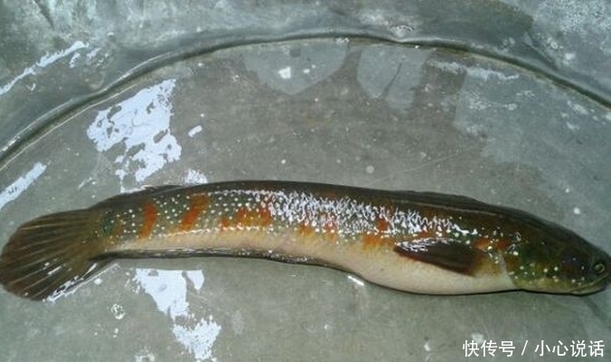 消失|南方即将消失的5种野生淡水美味,第一种价格高达600元一斤